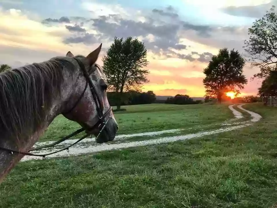 The Lazy Horse Equine Center