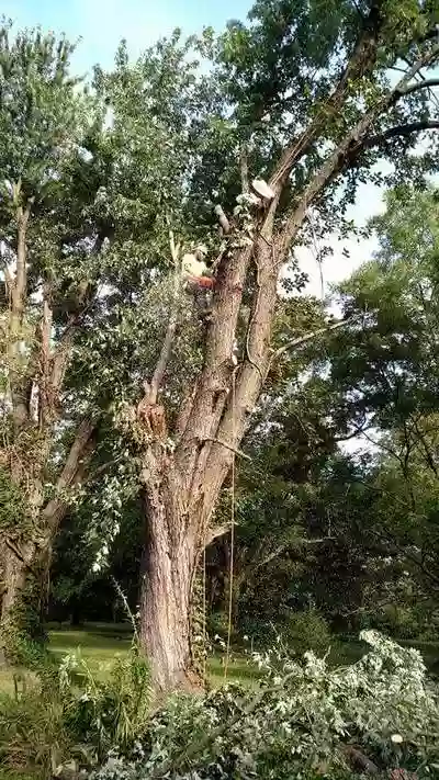 R W Tree Service LLC