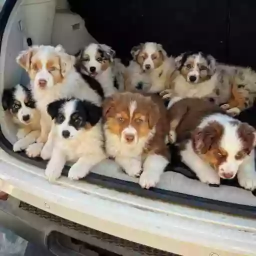 Jerry Aussie Farm