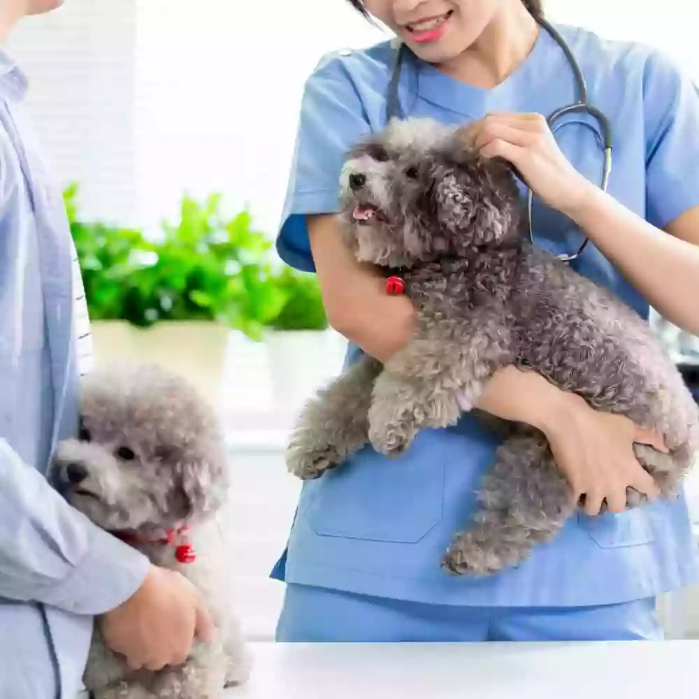 Republic Animal Hospital