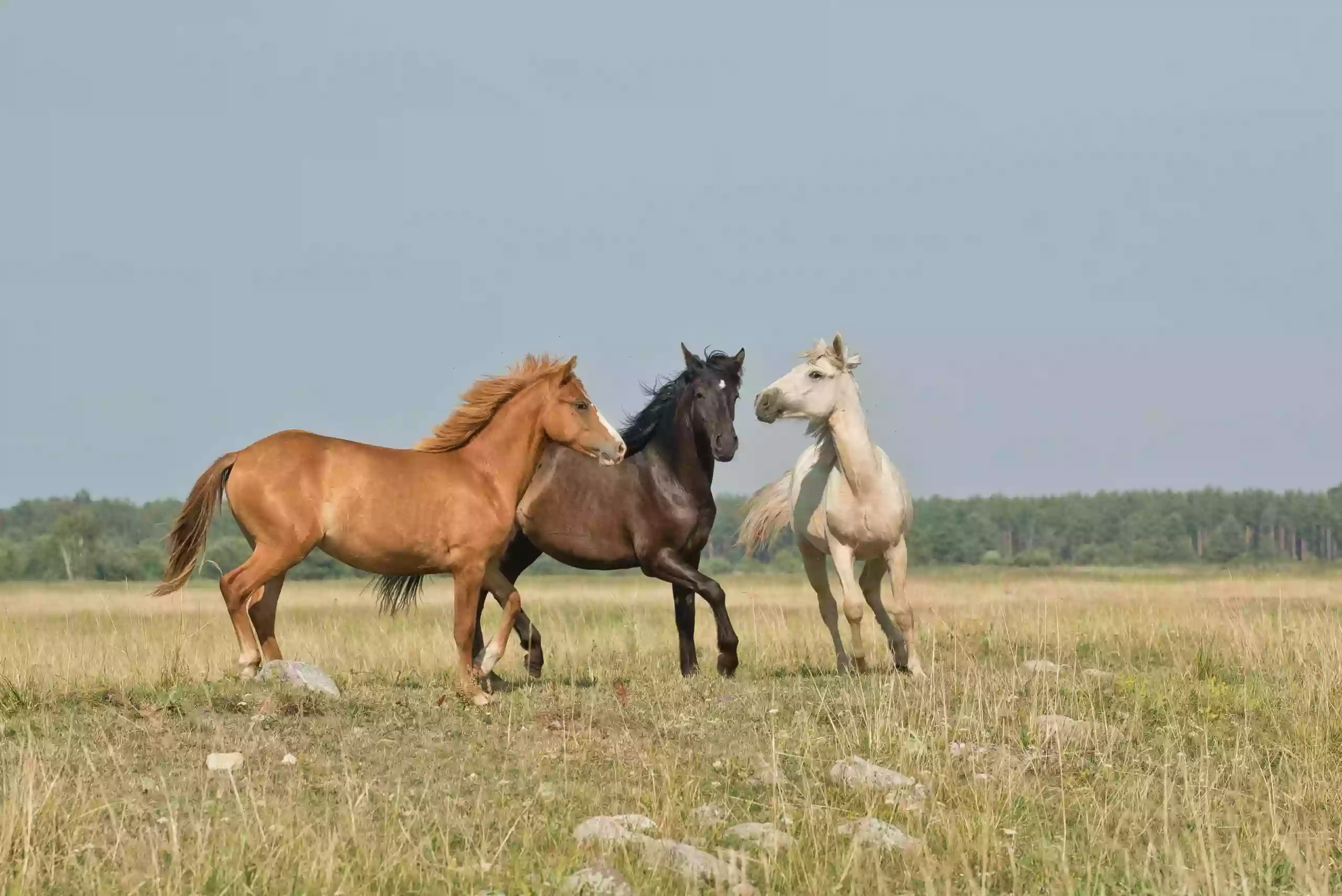 Carroll County Veterinary Services