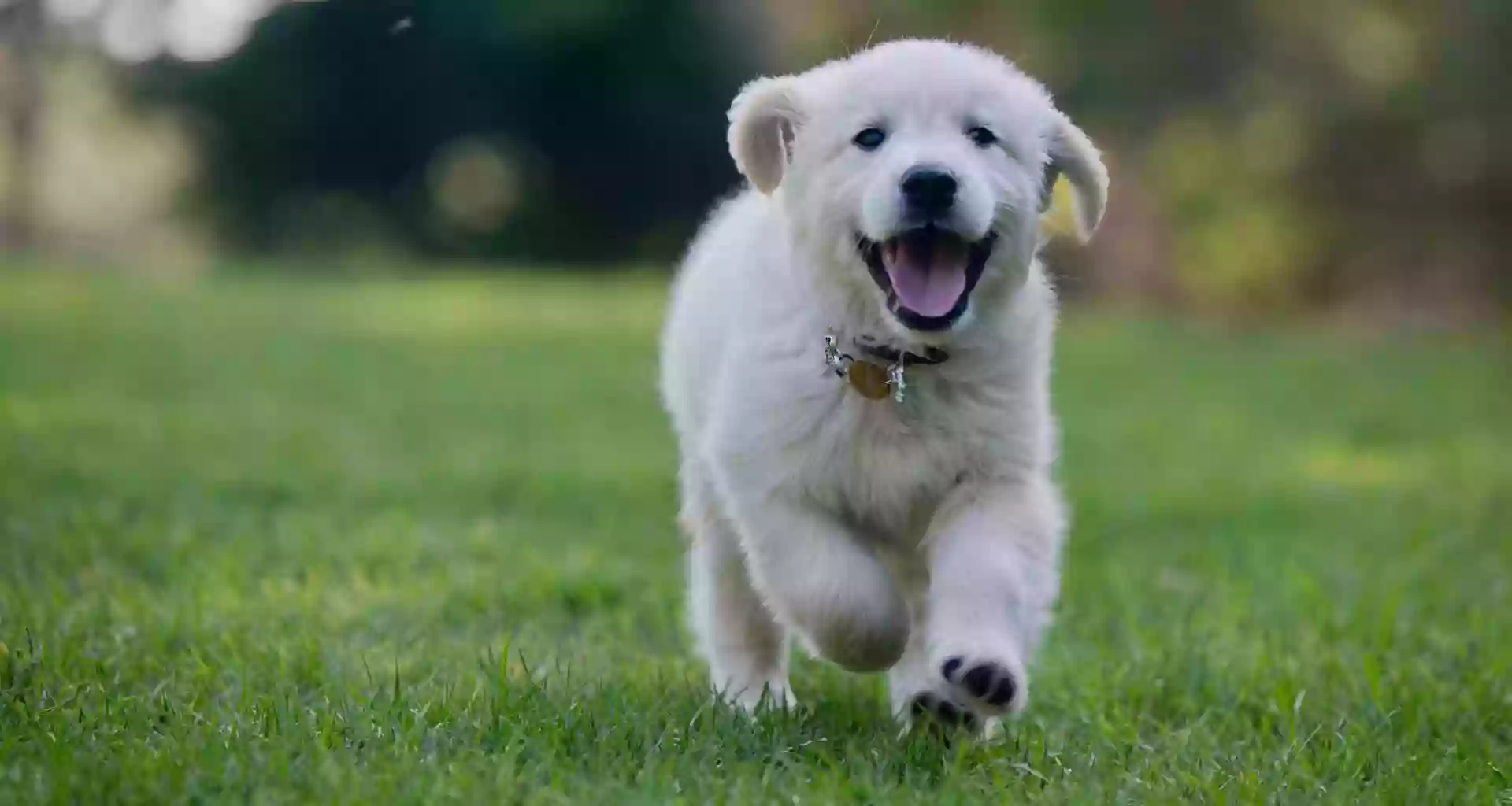 Happy Tails Doggie Day Care & Boarding