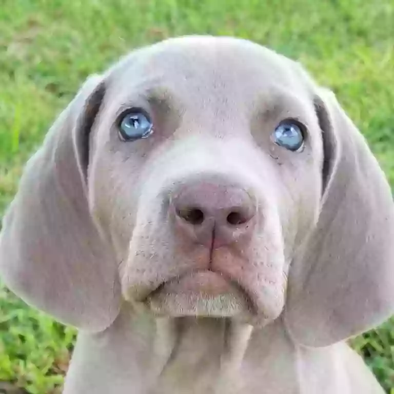 Old Oak Hill Farm Weimaraners