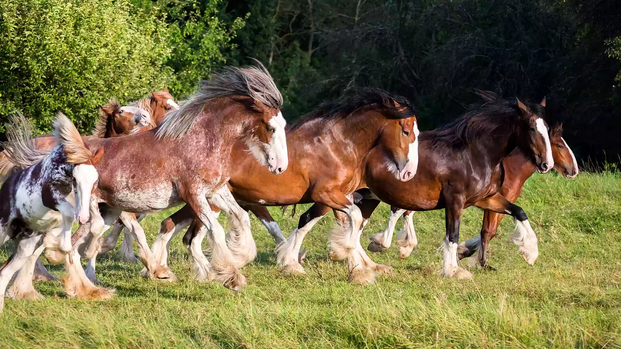 Clydesdale Outpost