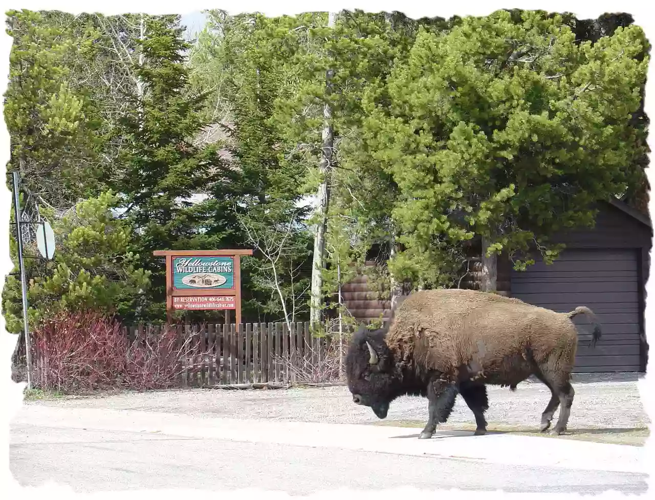 Yellowstone Wildlife Cabin & Property Management