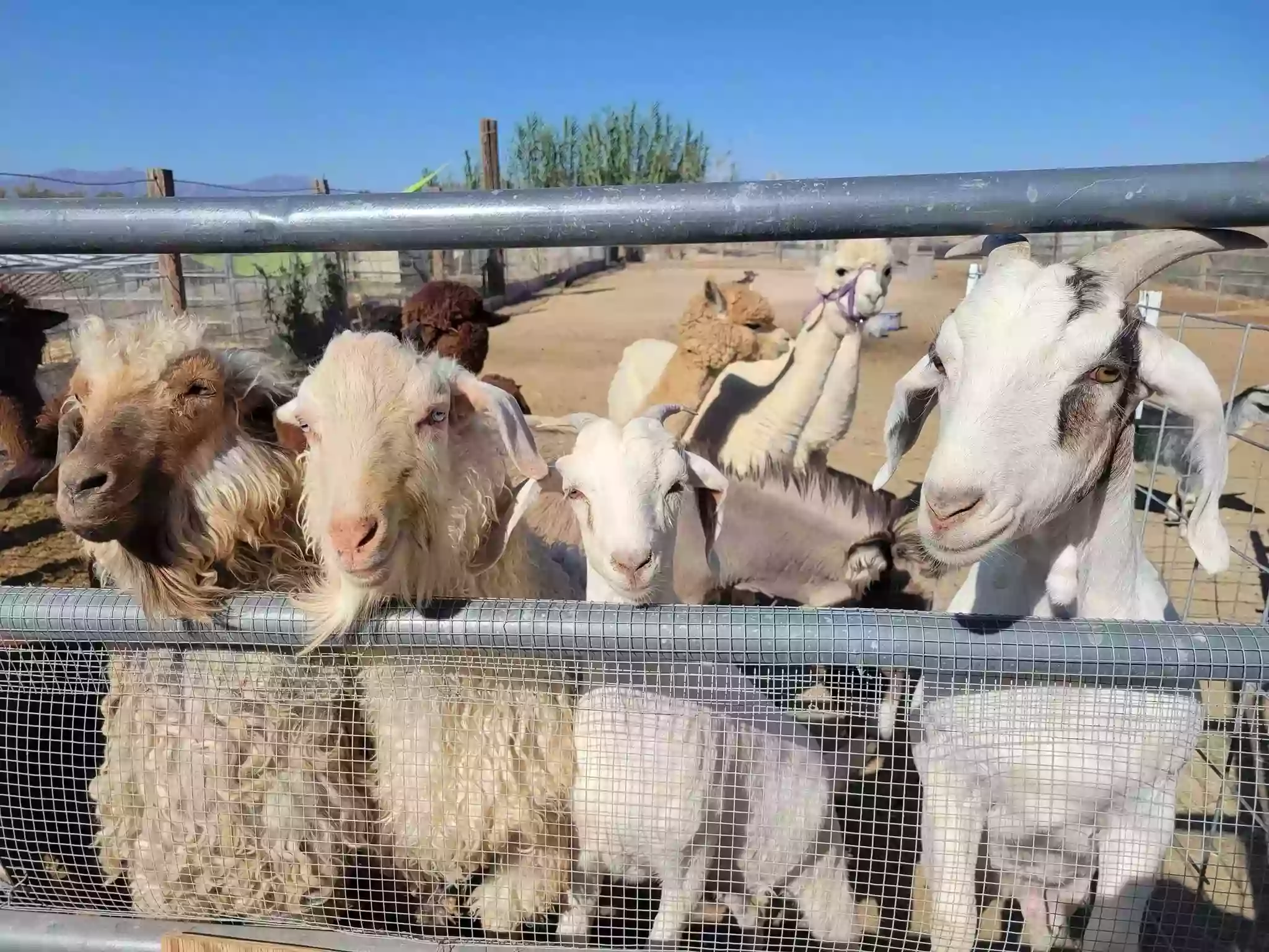 Nature Health Farms Petting Zoo & Alpaca Farm Wedding Chapel in Pahrump