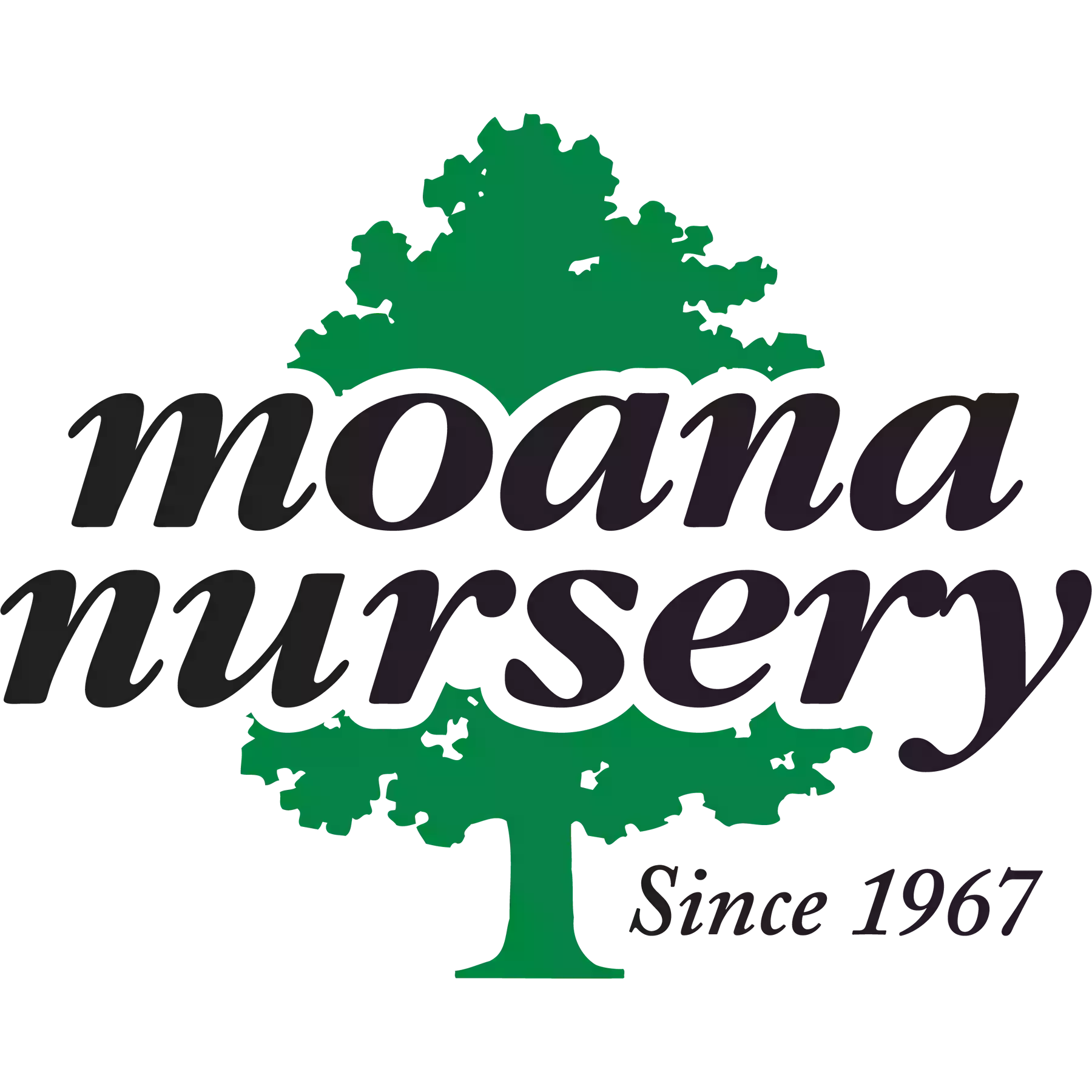 Moana Nursery