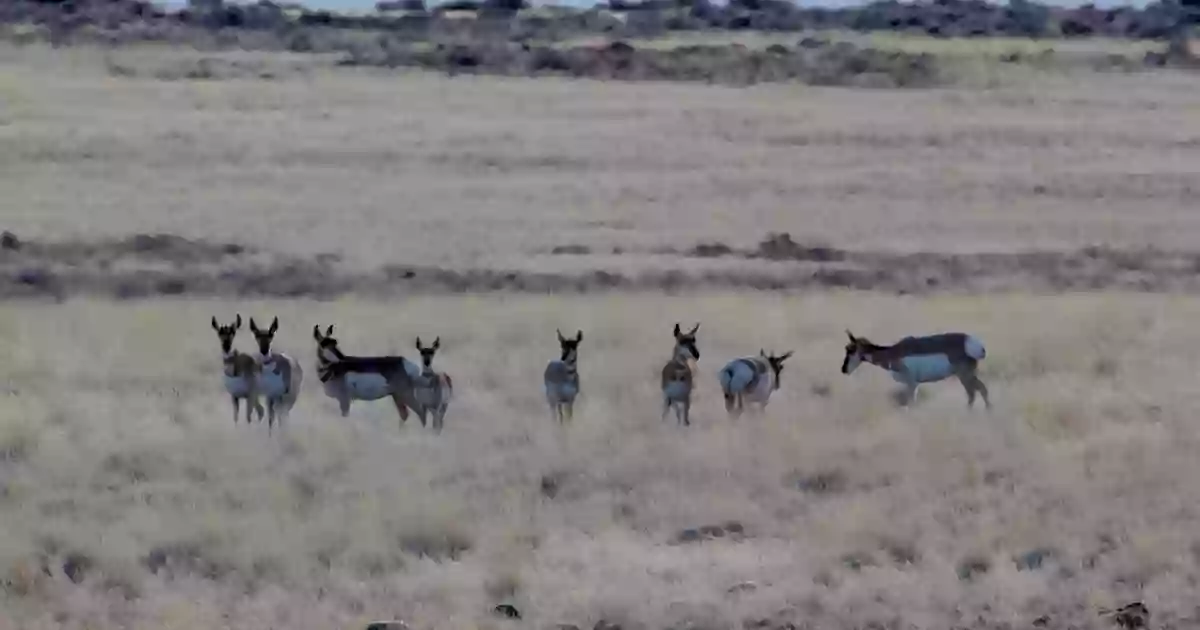 Sheldon National Antelope Refuge