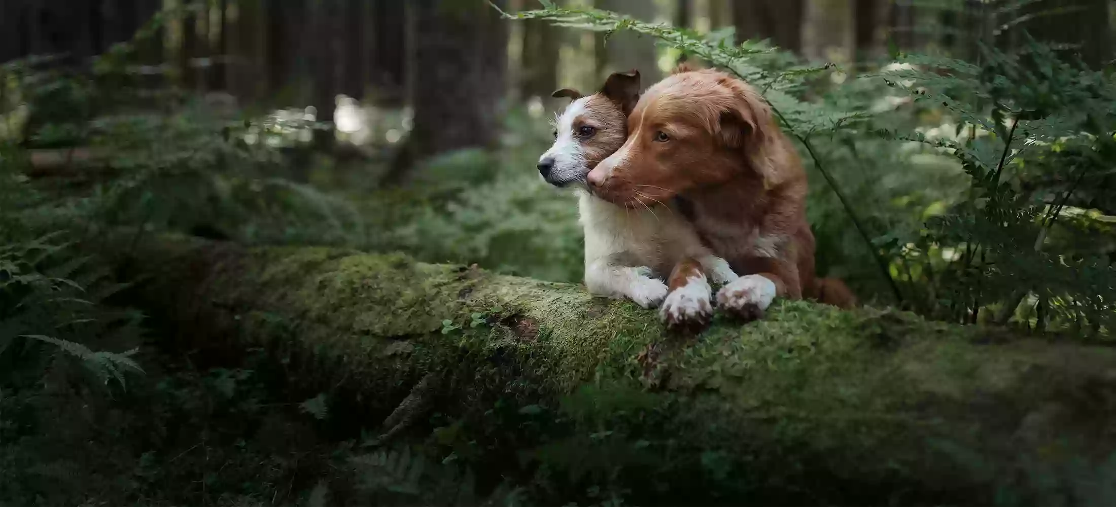 Best Friends Animal Hospital