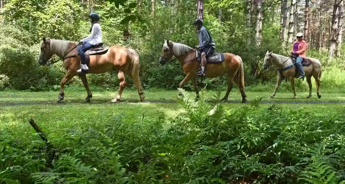 Franconia Notch Stables