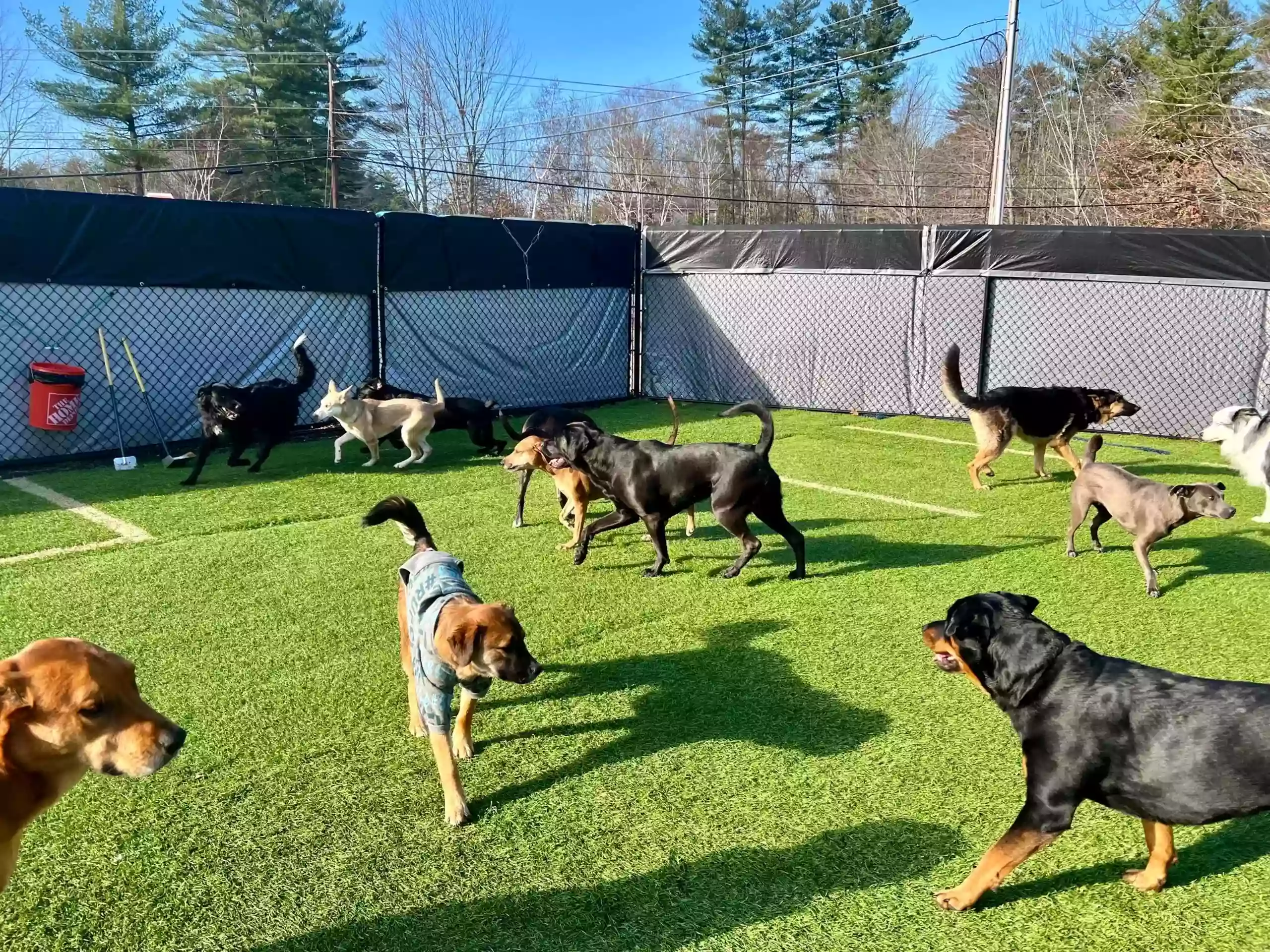 Nicole's Doggy Daycare