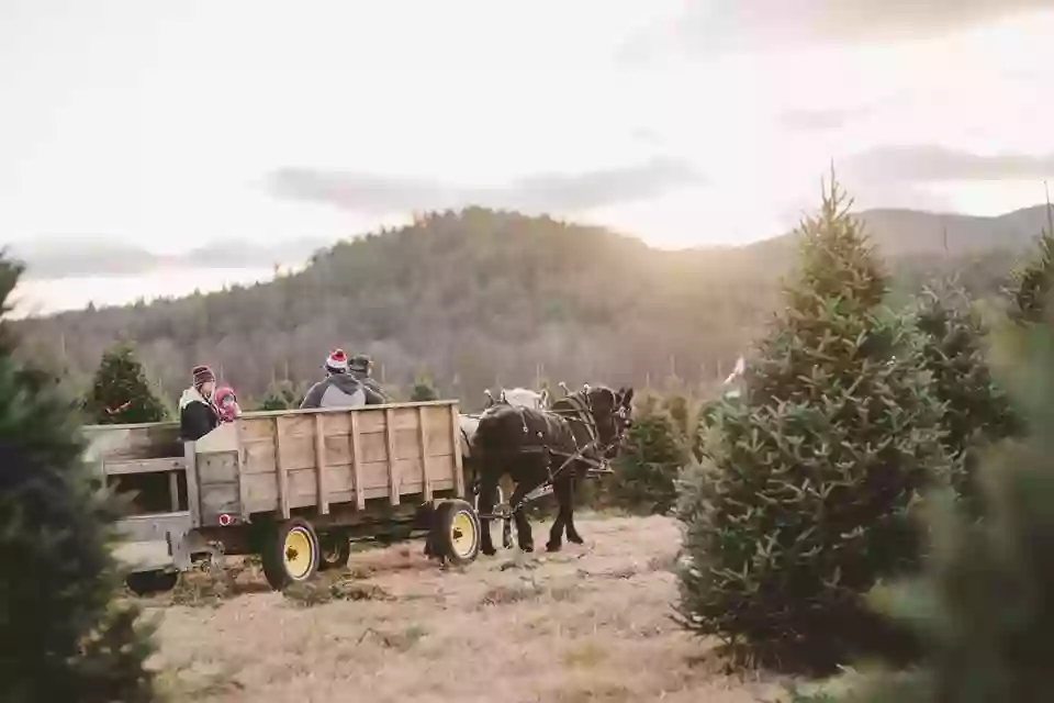 Glove Hollow Christmas Tree Farm