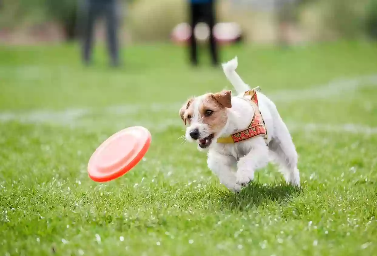 Dog Agility and Cafe