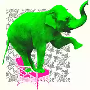 Elephant in the Room Design