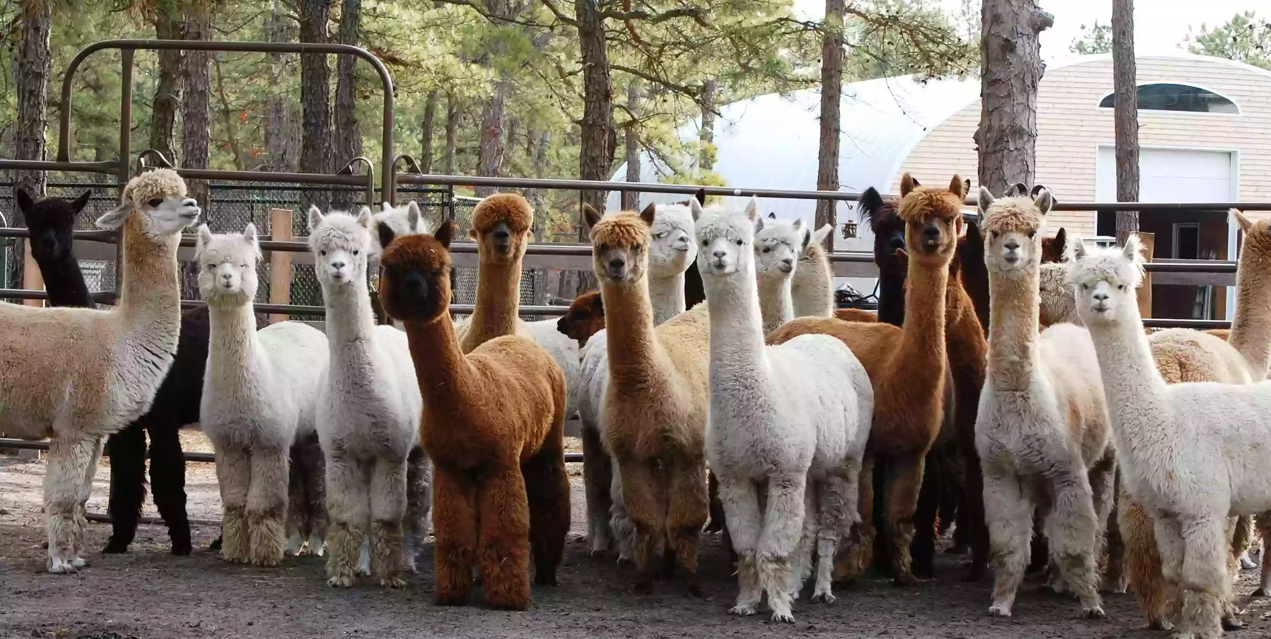 Out of Sight Alpacas