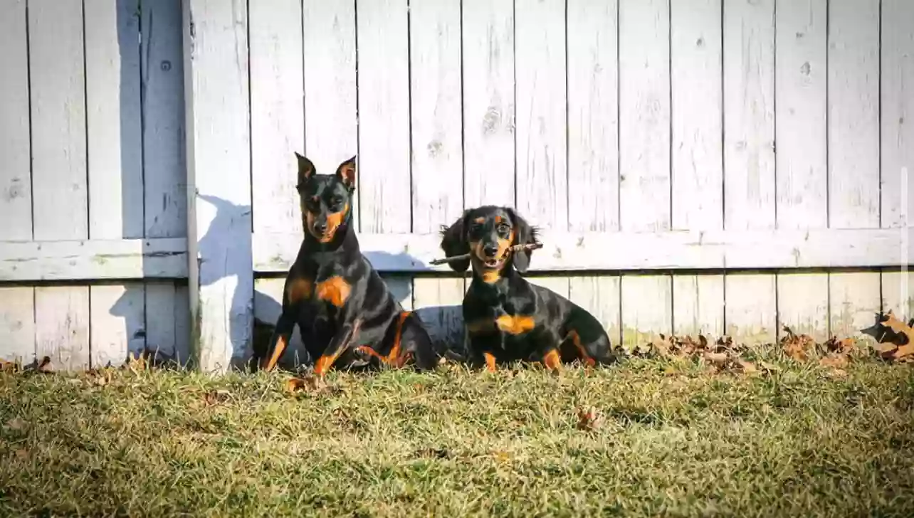 Liberty Farm Dogs