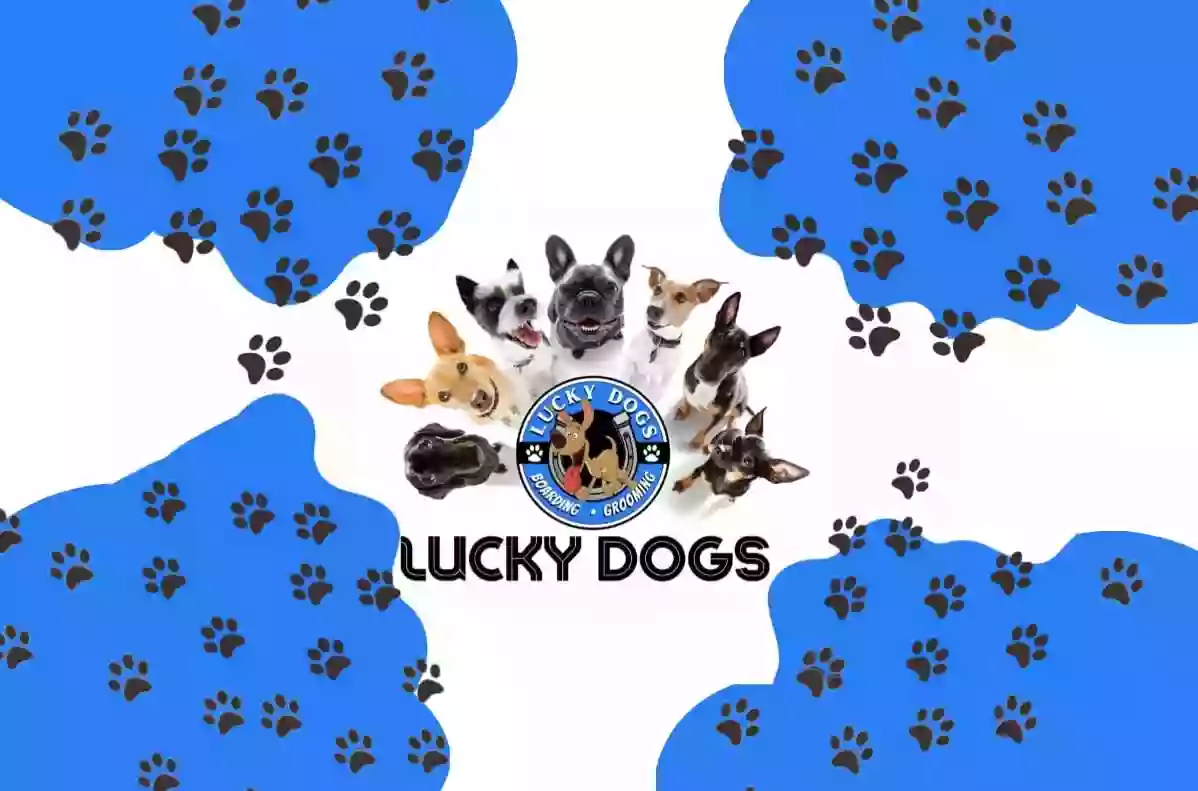 Lucky Dogs