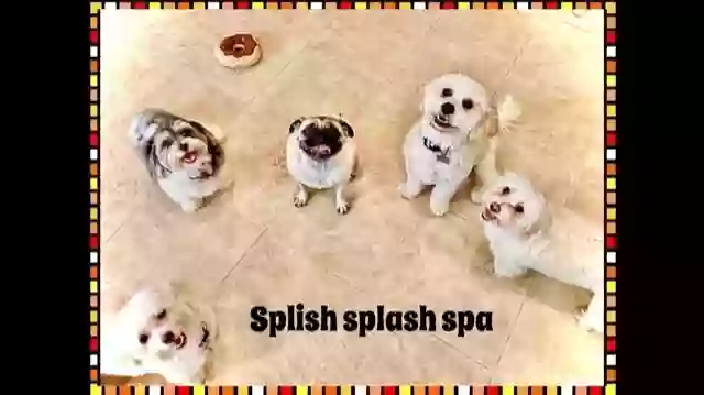 Splish Splash Dog Daycare