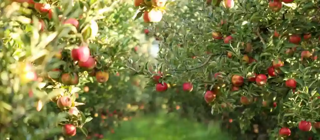 Demarest Farms