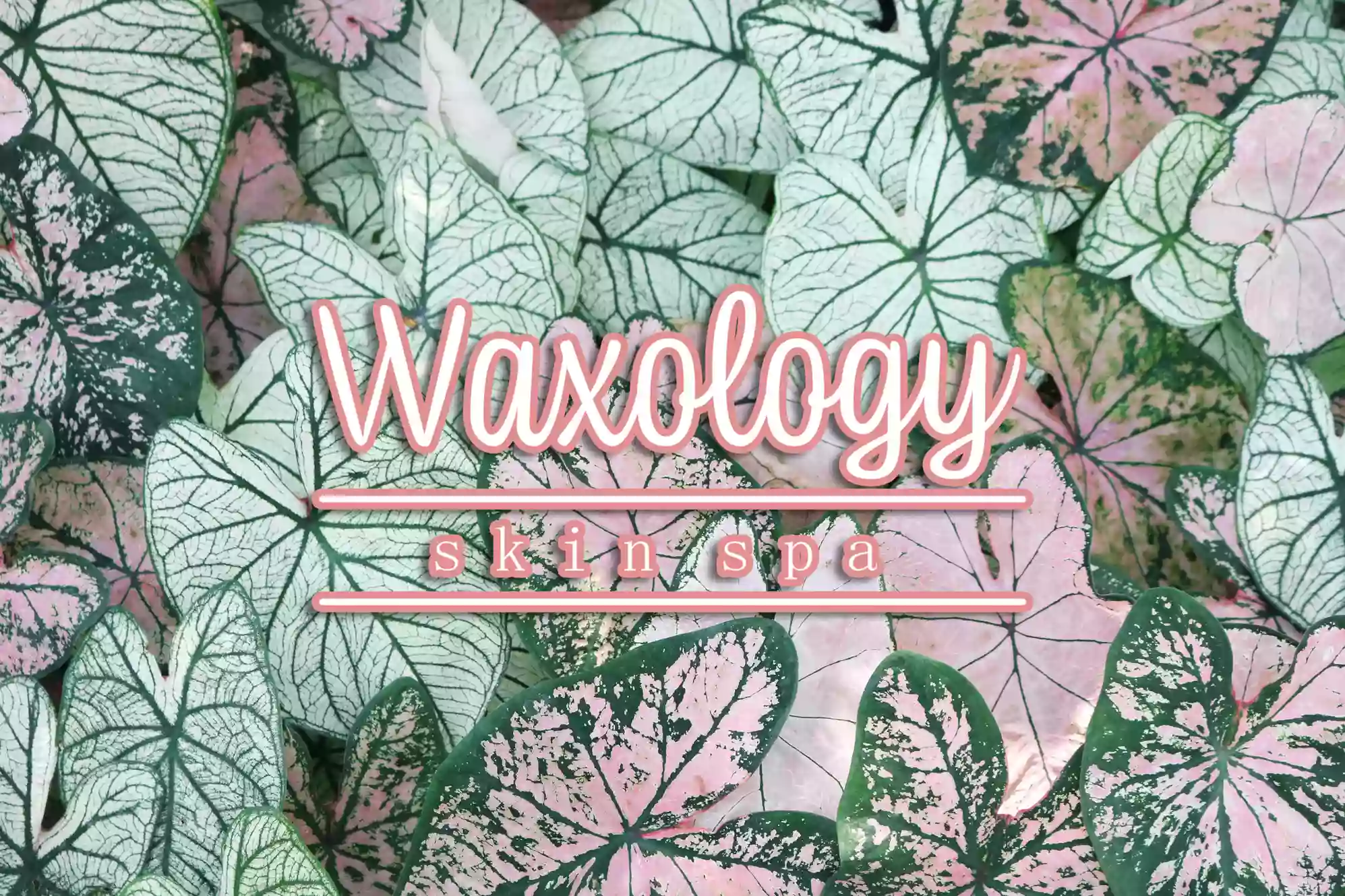 Waxology Skin Spa