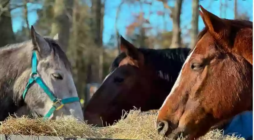 Hit the Stars Learning with Horses