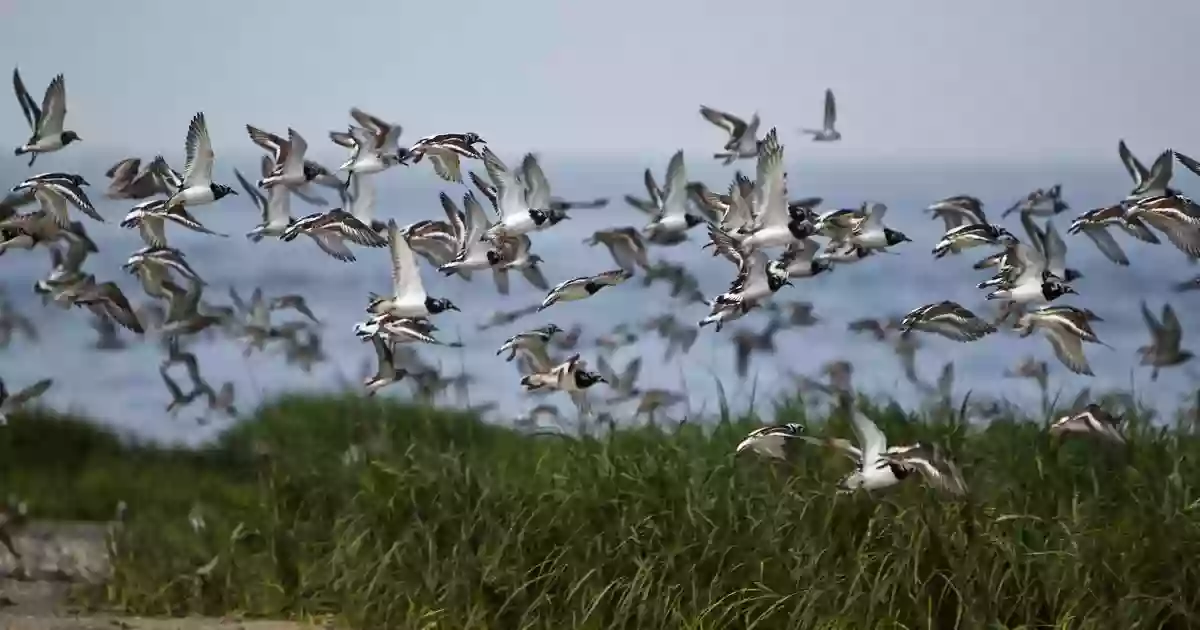 Gandy's Beach Preserve