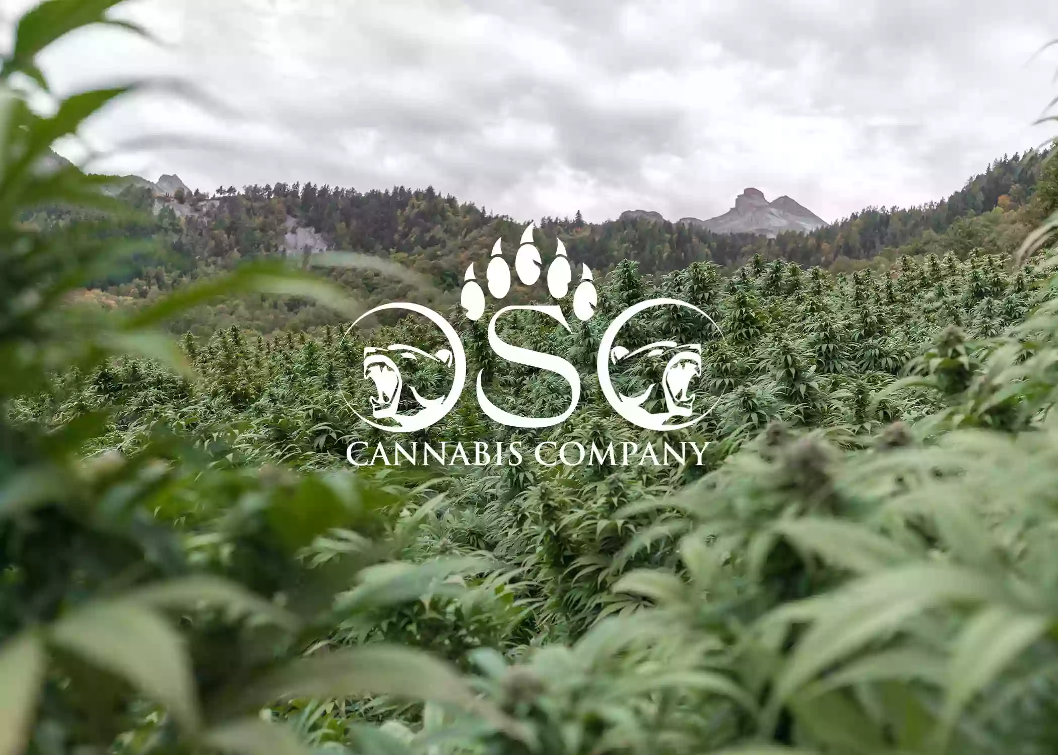 OSO Cannabis Company