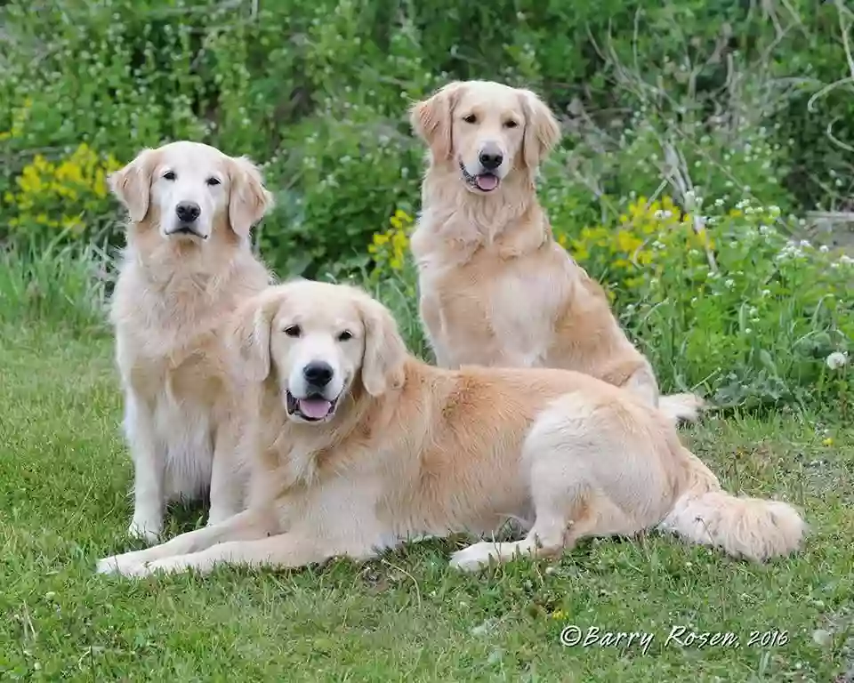 Hayes Happy Dog Boarding DayCare & Training