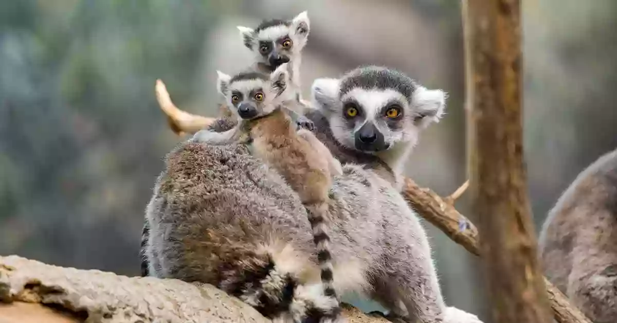 Bronx Zoo Store