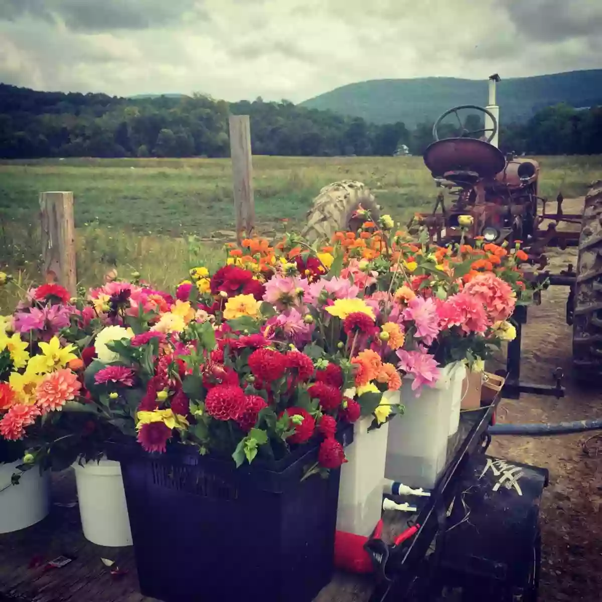 Tiny Hearts Farm Flower Shop