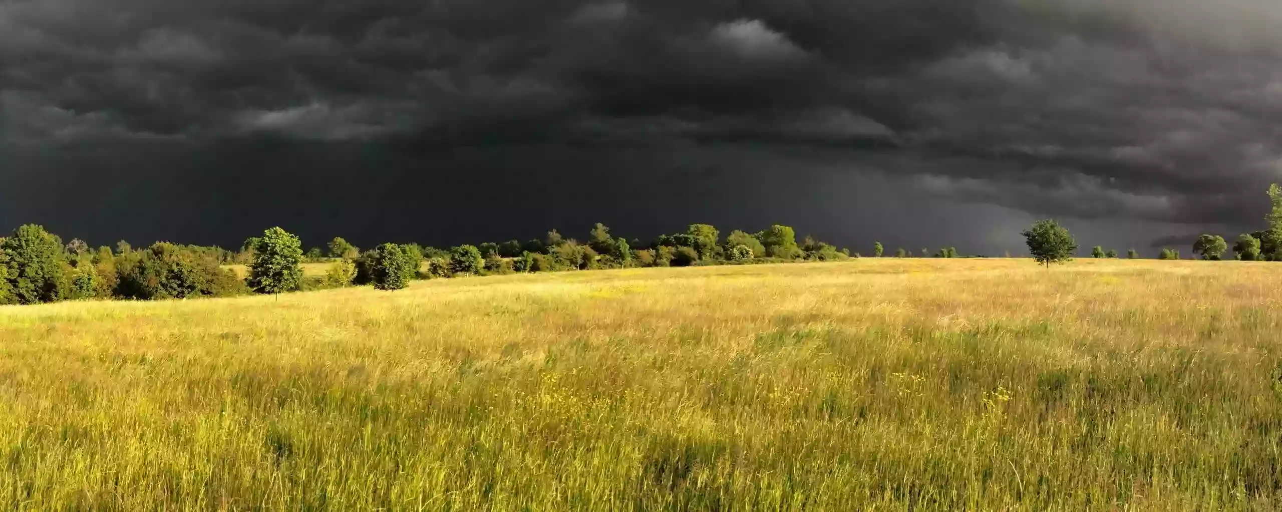 The Bee and Storms Counseling and Wellness