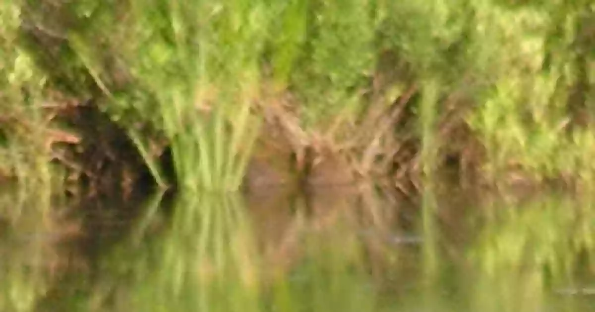 Dunham Bay Marsh