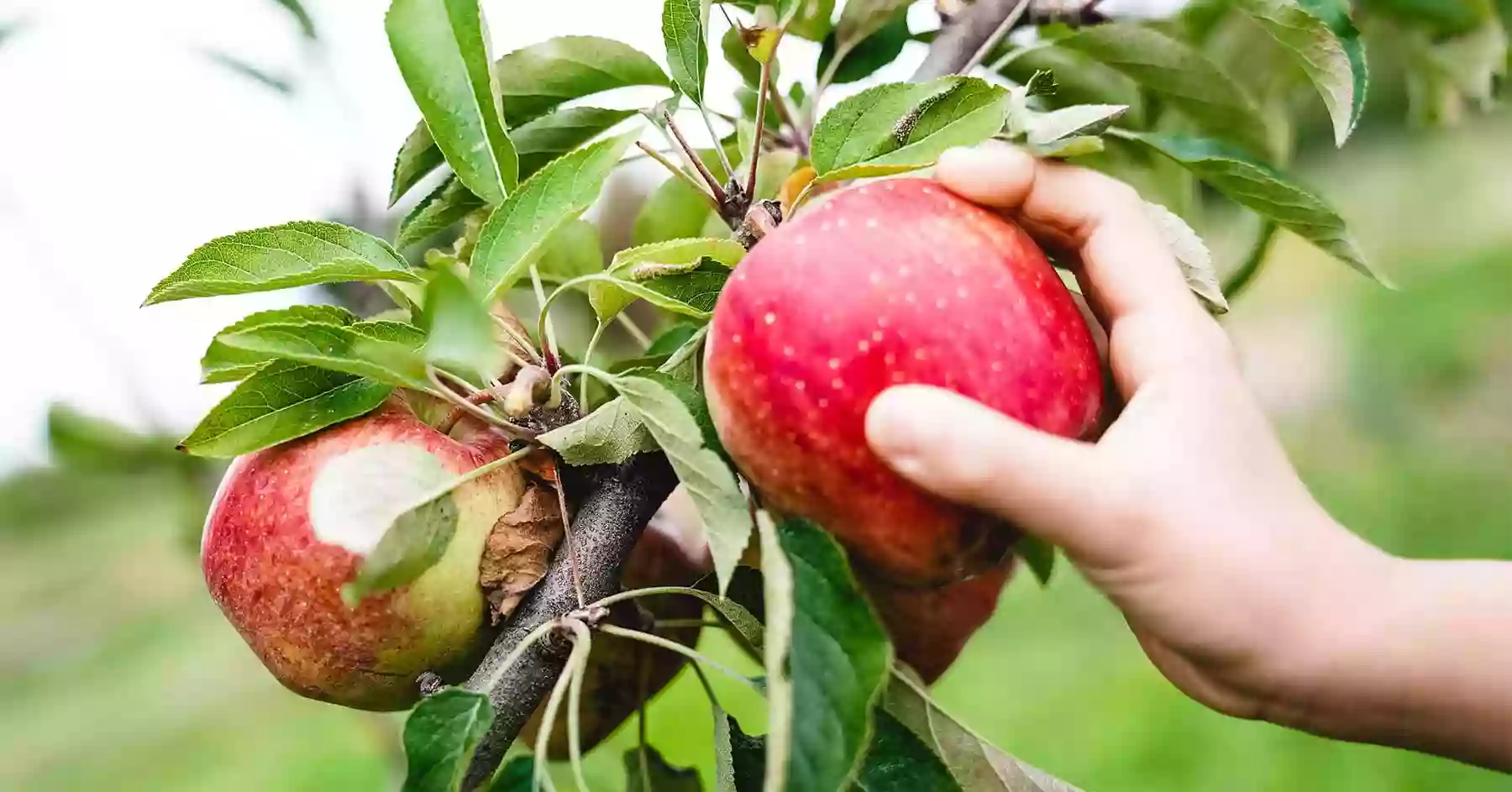 Apple Dave's Orchards