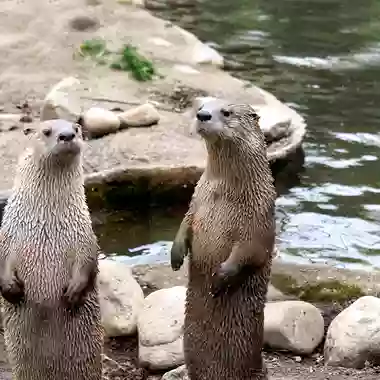 California Sea Lion Pool