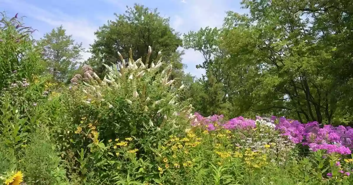 Butterfly Gardens of Central Park