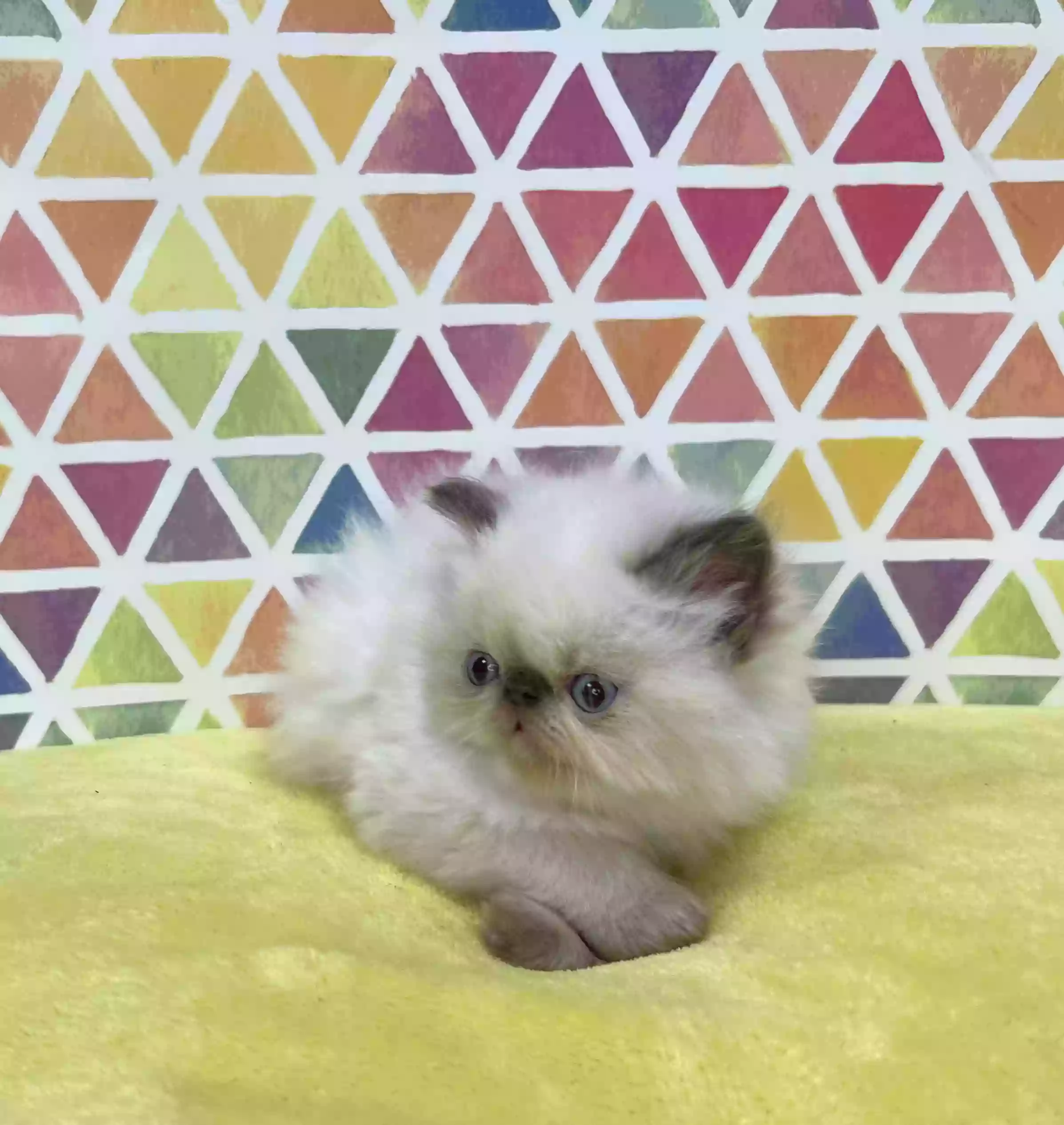 PERSIAN KITTENS CAT BREEDER