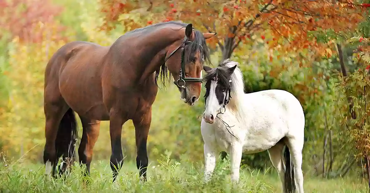 Pine Bush Equine Services and Veterinary Hospital