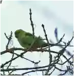 Wise Tree Therapy