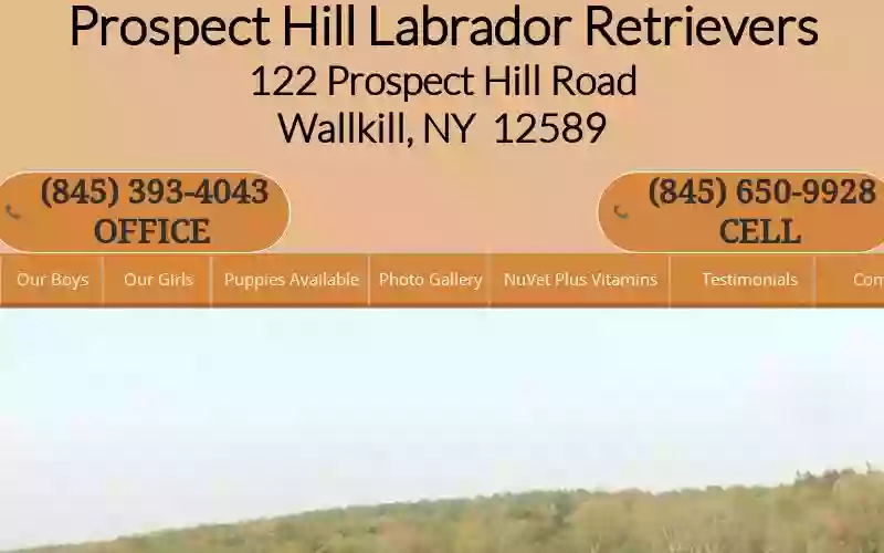 Prospect Hill Labrador Retrievers