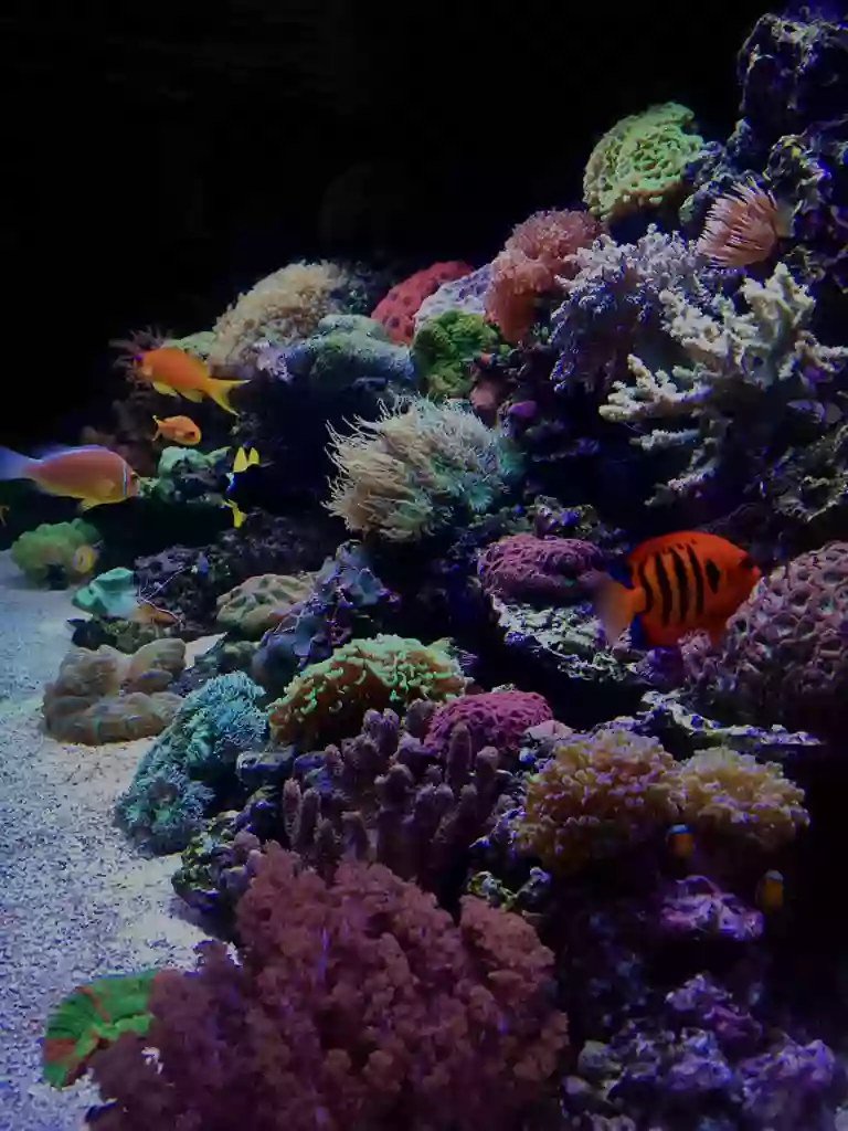 Reef Bar Aquarium Services