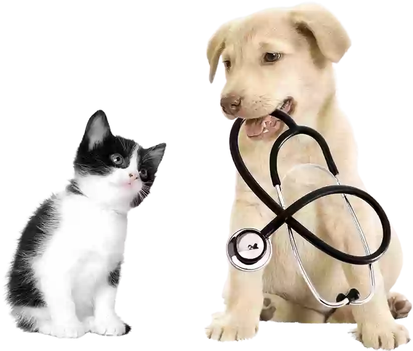 Animal Medicine & Surgery Clinic