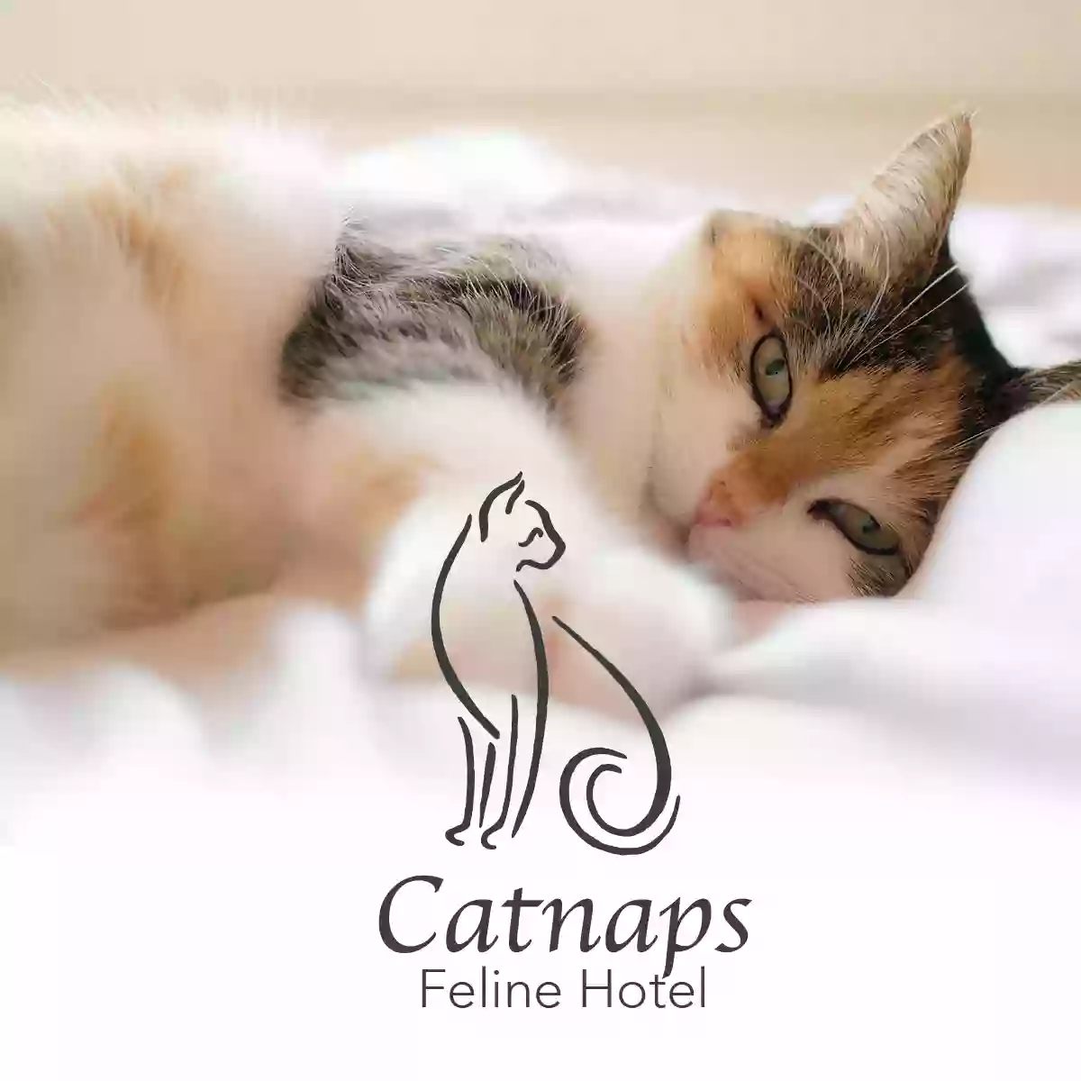 Catnaps Feline Hotel
