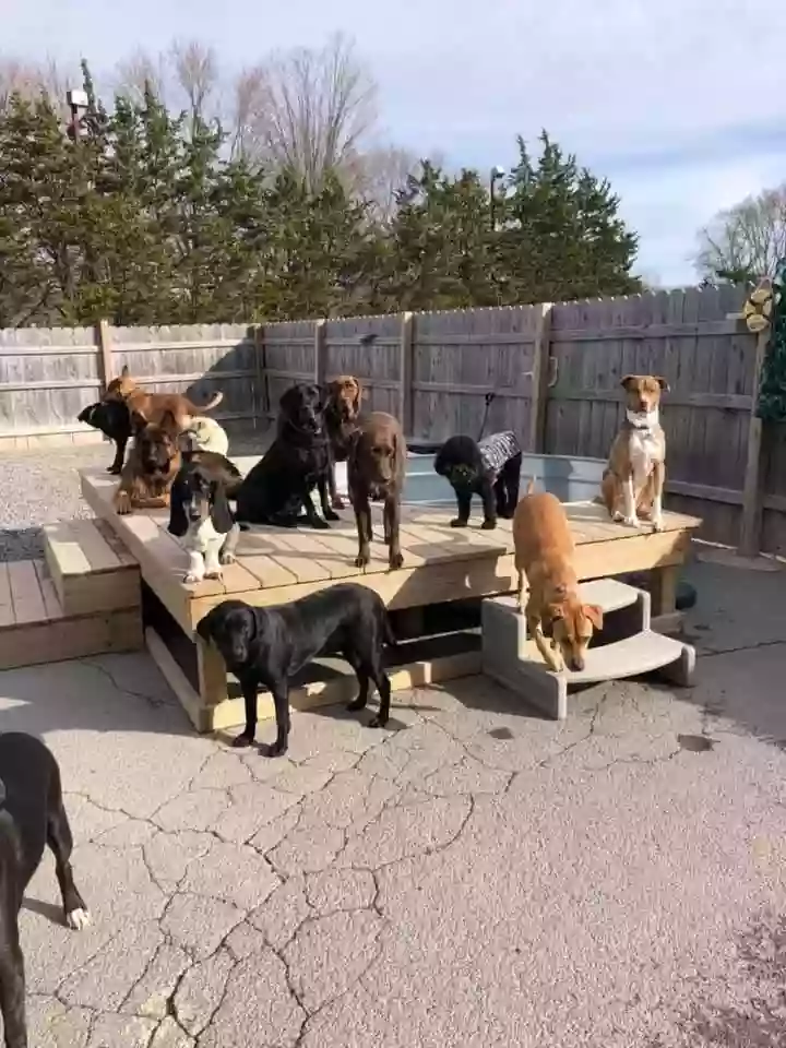 Stay and Play Doggie Daycare