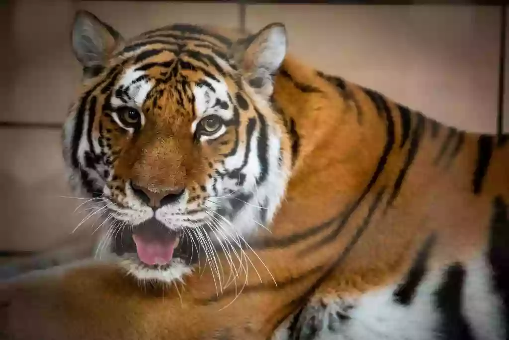 Tiger Exhibit at Buffalo Zoo