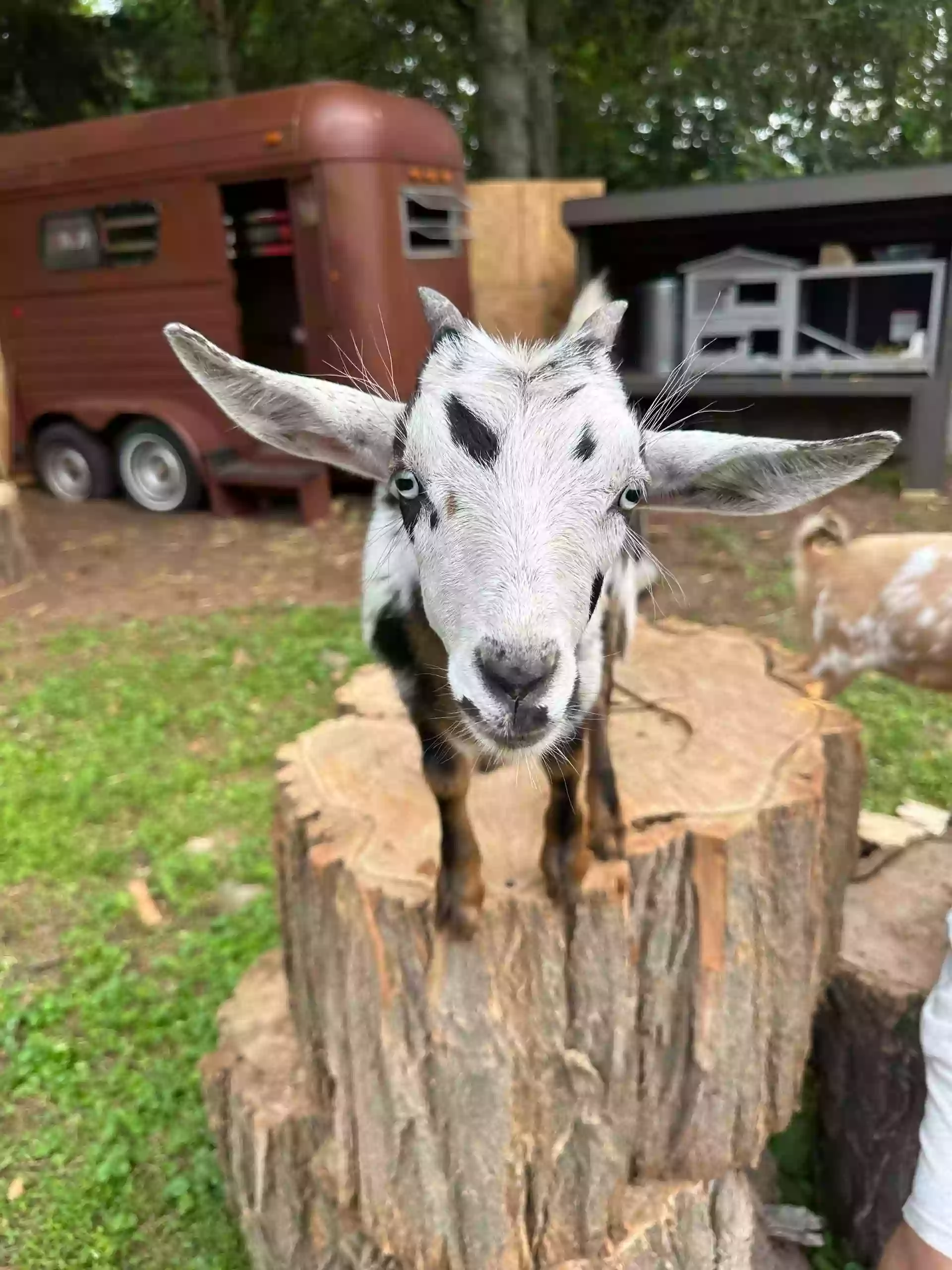 Cuddle with Goats