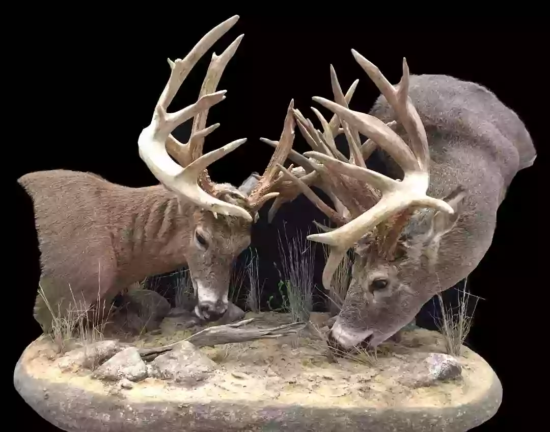 True-Life Taxidermy