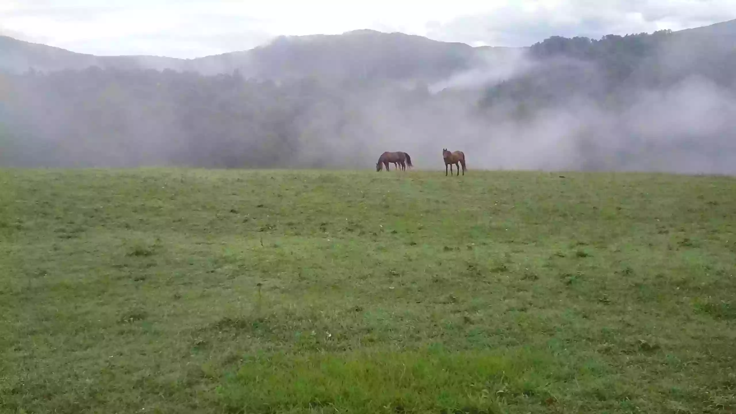 Blue Ridge Horse Adventures, Inc.