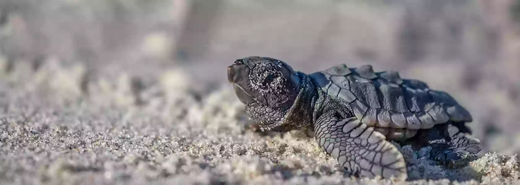 Bald Head Island Conservancy