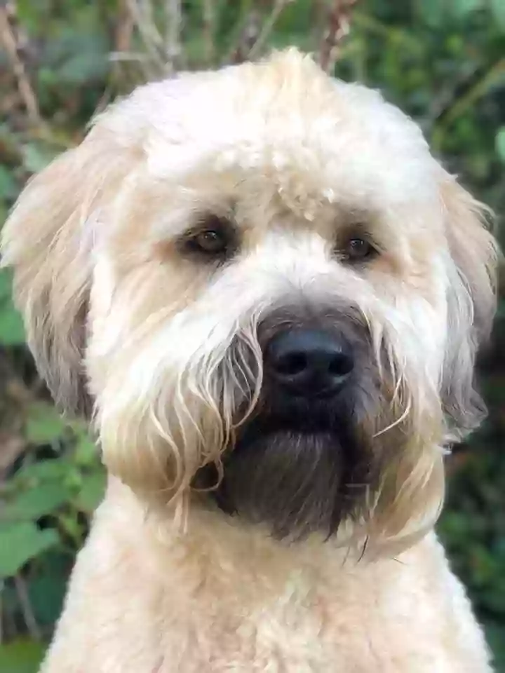 East Coast Wheaten Terriers