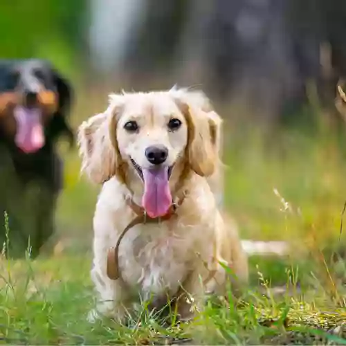 Country Lane Animal Hospital